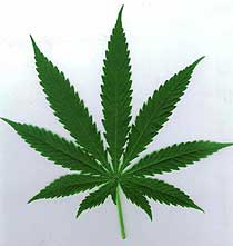 pot-leaf-big.jpeg